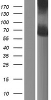 NDOR1 Human Over-expression Lysates NM_001144028