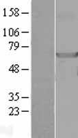 ls027158 ndor1 human over expression lysates nm 014434 wb testing 1