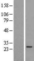 PX19 (PRELID1) Human Over-expression Lysates NM_013237