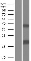 ls027178 il37 human over expression lysates nm 173203 wb testing 2