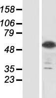 SIGLEC8 Human Over-expression Lysates NM_014442