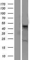 ls027183 vps4a human over expression lysates nm 013245 wb testing 1