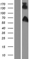 ls027185 disc1 human over expression lysates nm 001164549 wb testing 3