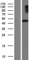 ls027185 disc1 human over expression lysates nm 001164550 wb testing 5