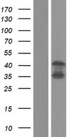ls027185 disc1 human over expression lysates nm 001164554 wb testing 6