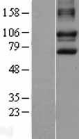 ls027185 disc1 human over expression lysates nm 018662 wb testing 4