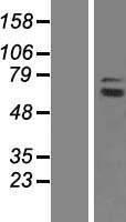 GCP4 (TUBGCP4) Human Over-expression Lysates NM_014444