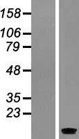 SERP1 Human Over-expression Lysates NM_014445
