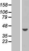 ls027236 arfip1 human over expression lysates nm 014447 wb testing 2