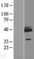 ls027246 znf364 rnf115 human over expression lysates nm 014455 wb testing 1
