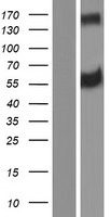 ERLEC1 Human Over-expression Lysates NM_001127397