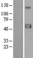 ERLEC1 Human Over-expression Lysates NM_015701