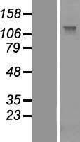 PCDH17 Human Over-expression Lysates NM_001040429