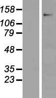 CNTN6 Human Over-expression Lysates NM_014461