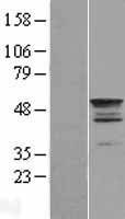 ls027285 tekt2 human over expression lysates nm 014466 wb testing 1