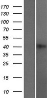 RBMXL2 Human Over-expression Lysates NM_014469