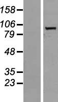 GIDRP88 (R3HCC1L) Human Over-expression Lysates NM_014472