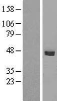 SMPDL3B Human Over-expression Lysates NM_001009568