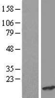 CRCP Human Over-expression Lysates NM_001040647