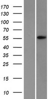 ls027301 apex2 human over expression lysates nm 014481 wb testing 1
