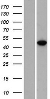 RBMS3 Human Over-expression Lysates NM_001003793