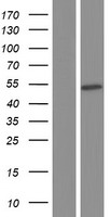 RBMS3 Human Over-expression Lysates NM_001177711