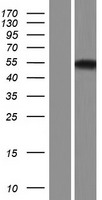ls027303 rbms3 human over expression lysates nm 014483 wb testing 2