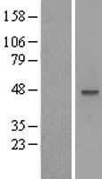 MOCS3 Human Over-expression Lysates NM_014484