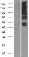 ls027315 pgap2 human over expression lysates nm 014489 wb testing 1