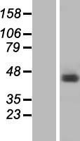 hnRNP G (RBMX) Human Over-expression Lysates NM_002139