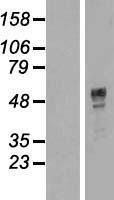 TOX3 Human Over-expression Lysates NM_001080430