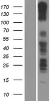 ls027328 pcdh11x human over expression lysates nm 032968 wb testing 1