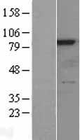 RSK4 (RPS6KA6) Human Over-expression Lysates NM_014496