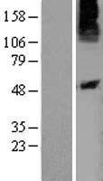 ls027334 p2y10 p2ry10 human over expression lysates nm 198333 wb testing 2