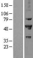 PRP19 (PRPF19) Human Over-expression Lysates NM_014502
