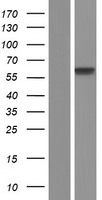 ls027343 dna polymerase lambda poll human over expression lysates nm 001174085 wb testing 1