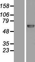 ls027343 dna polymerase lambda poll human over expression lysates nm 013274 wb testing 2