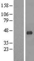 ls027349 mt mcat human over expression lysates nm 173467 wb testing 1