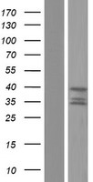 HTRA2 Human Over-expression Lysates NM_145074