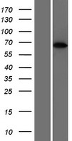 PPP2R3B Human Over-expression Lysates NM_013239