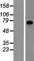 SLCO4A1 Human Over-expression Lysates NM_016354