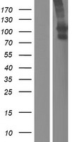 ls028234 slco1b3 human over expression lysates nm 019844 wb testing 1