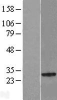 ls028511 nkiras2 human over expression lysates nm 017595 wb testing 2