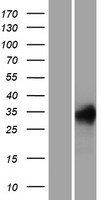 REM (REM1) Human Over-expression Lysates NM_014012