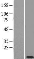 CCDC56 (COA3) Human Over-expression Lysates NM_001040431