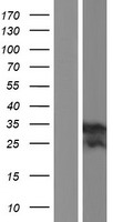 ls028959 tmem176b human over expression lysates nm 001101314 wb testing 4