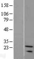 ls028966 snx24 human over expression lysates nm 014035 wb testing 1