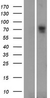 SLC6A16 Human Over-expression Lysates NM_014037