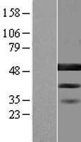 BZW2 Human Over-expression Lysates NM_014038
