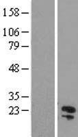 C11orf54 Human Over-expression Lysates NM_014039